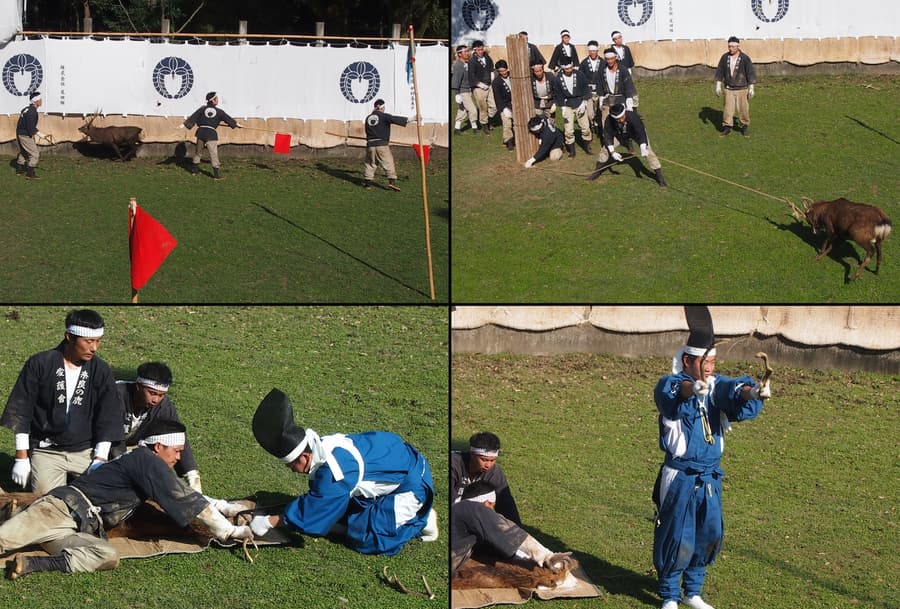 Four photographs of the antler-cutting ceremony: men in headbands driving a stag with red flags, roping it, holding it down on a straw mat, and a man in blue ceremonial dress holding up a cut antler.
