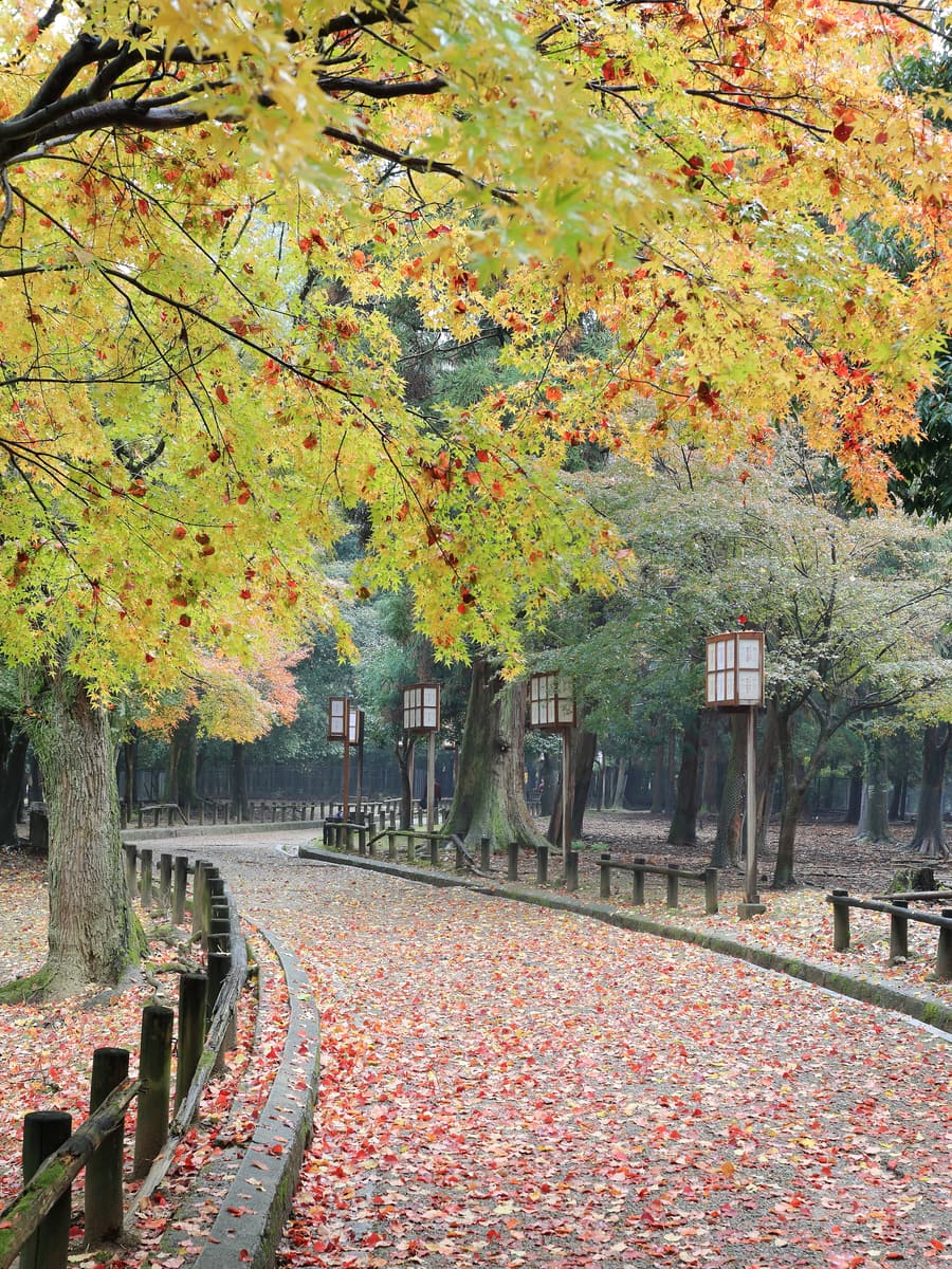 A path through Nara Park carpeted with fallen red maple leaves, under maples turning yellow and red, with wooden lanterns standing along its edge.